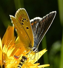 -Female Turquoise Blue - Polyommatus dorylas © Teresa Farino